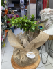 BONSAI Ağaç örgü gövde tropik